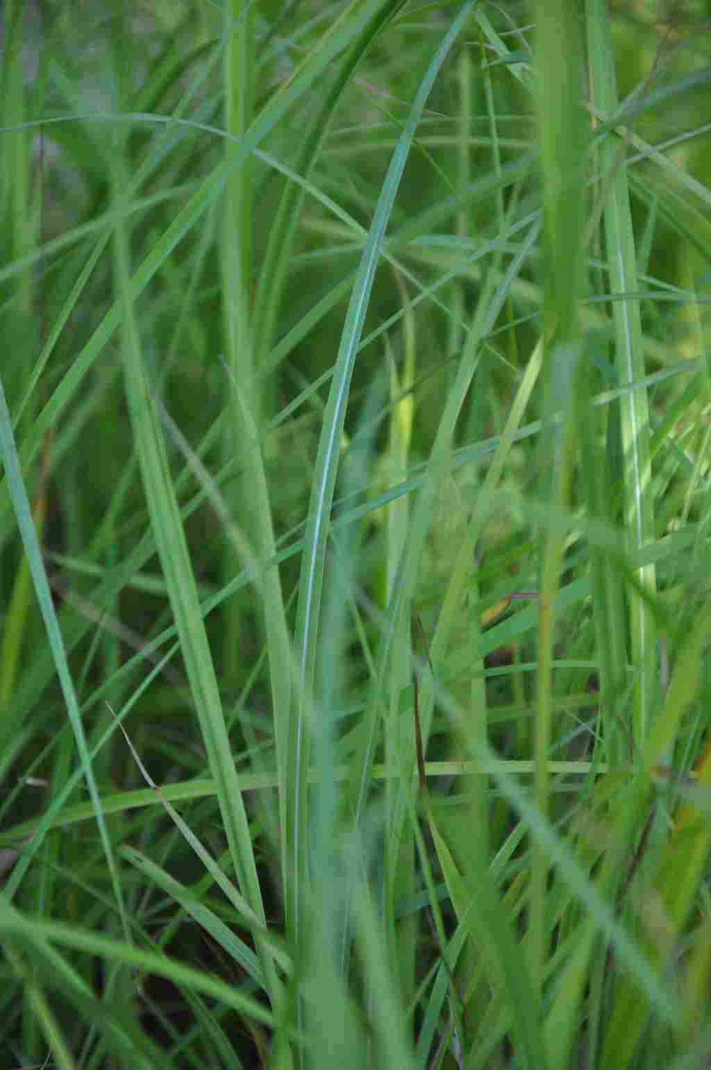 Stevig blad van Miscanthus sinensis ‘Krater’