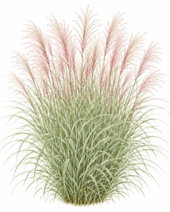 Miscanthus sinensis 'Morning Light'