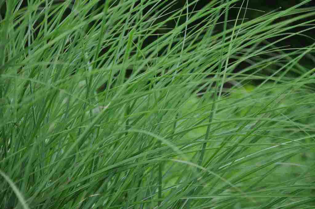 Miscanthus sinensis 'Yaku Jima'
