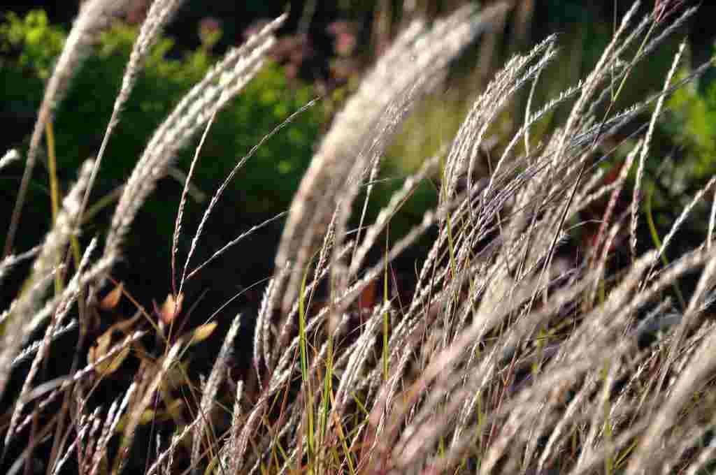 Zilverachtige bloeiaren van Miscanthus sinensis ‘Yaku Jima’
