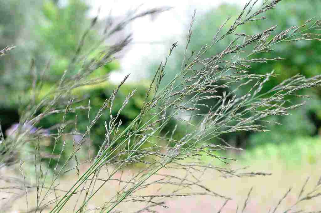 Lichte bloeiaren van Molinia arundinacea ‘Windspiel’