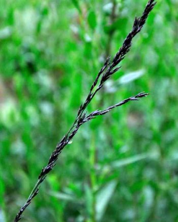 Molinia arundinacea 'Black Arrows'