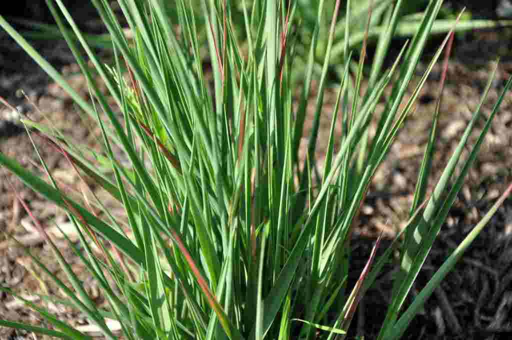 Molinia caerulea 'Moorhexe'