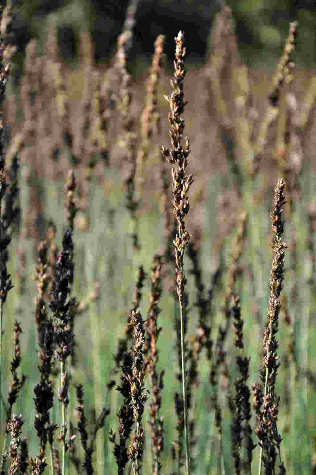 Molinia caerulea 'Moorhexe'