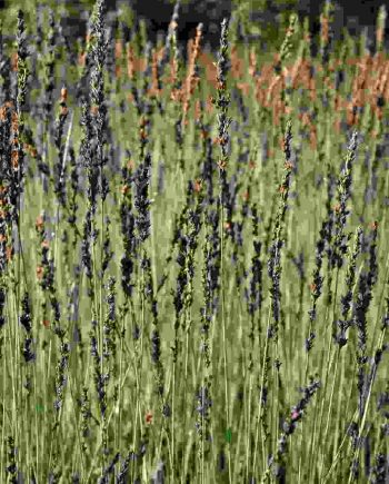 Lichte bloeiaren van Molinia caerulea ‘Moorhexe’