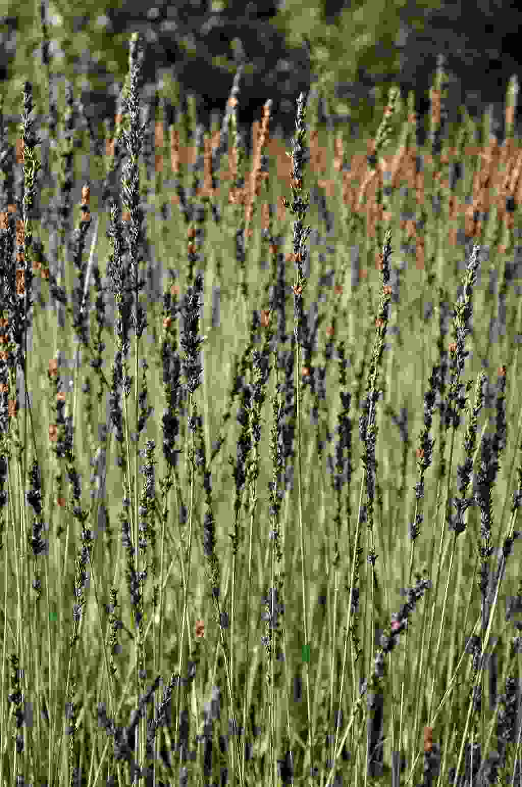 Lichte bloeiaren van Molinia caerulea ‘Moorhexe’