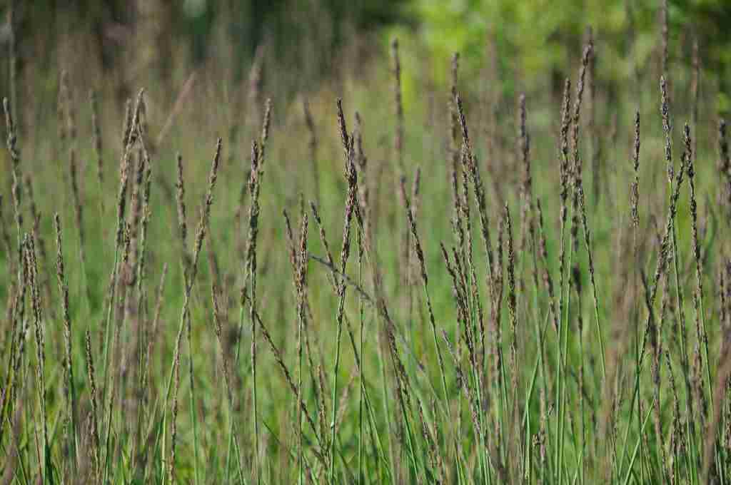 Molinia caerulea 'Moorhexe'