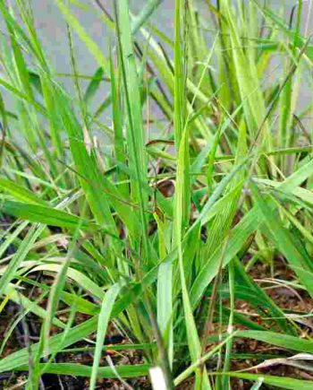 Luchtige bloeiaren van Molinia caerulea ‘Poul Petersen’