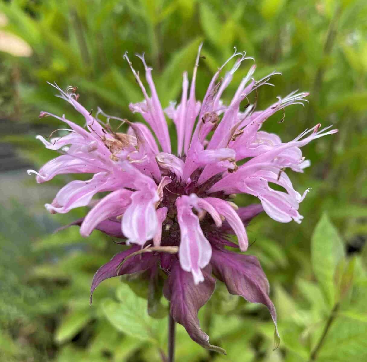 Zachtroze bloei van Monarda ‘Beauty of Cobham’