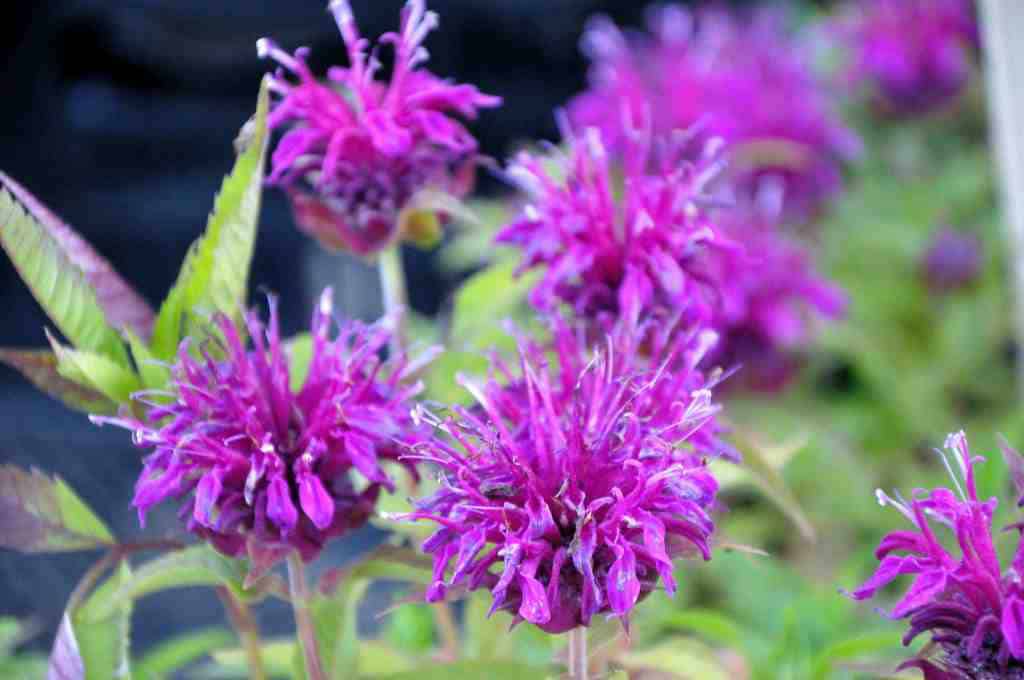 Monarda 'Purple Lace'