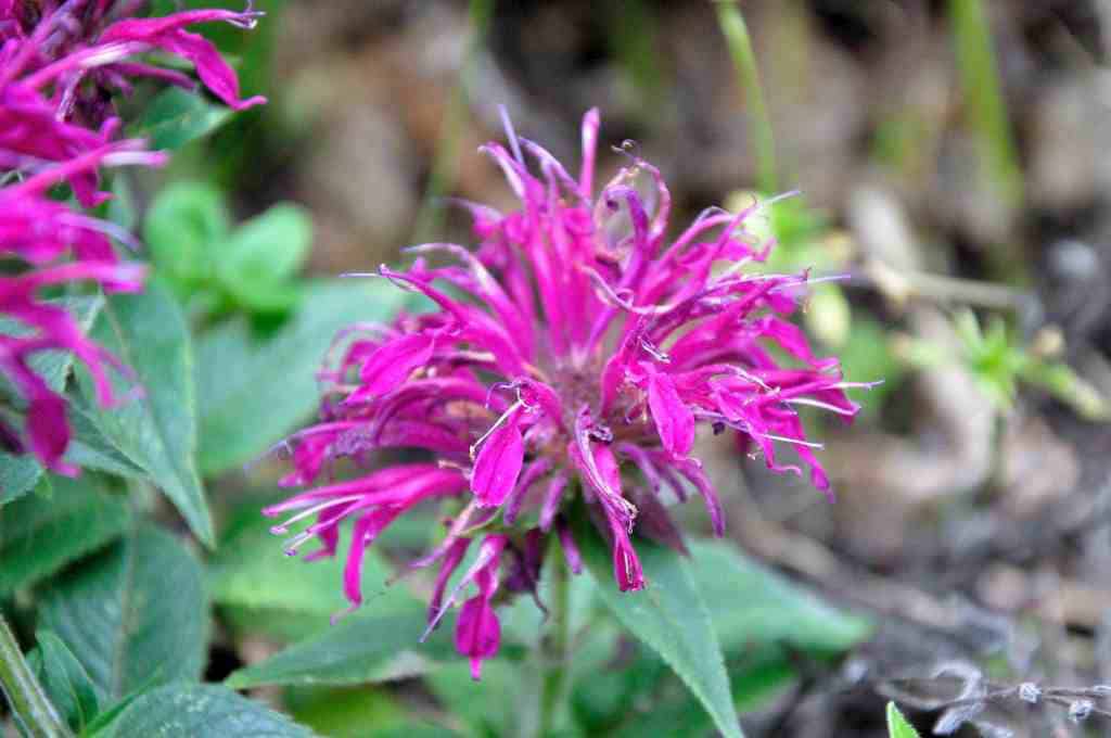 Monarda 'Purple Lace'
