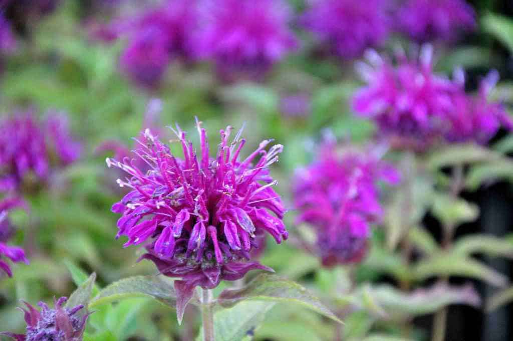 Paarsroze bloei van Monarda ‘Purple Lace’