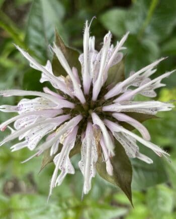 Monarda bradburiana Maramek met lichtroze bloemen in bloei