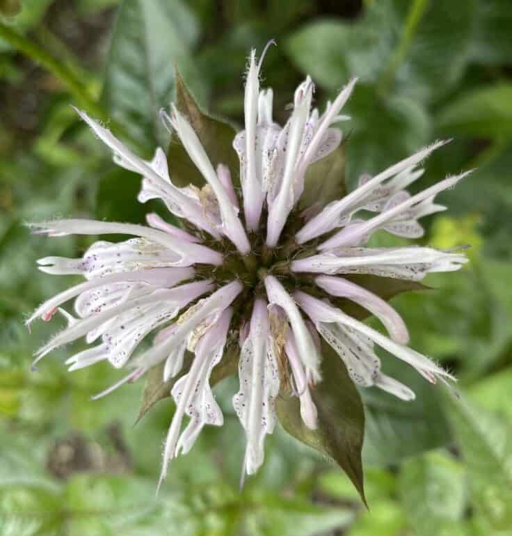 Monarda bradburiana Maramek met lichtroze bloemen in bloei