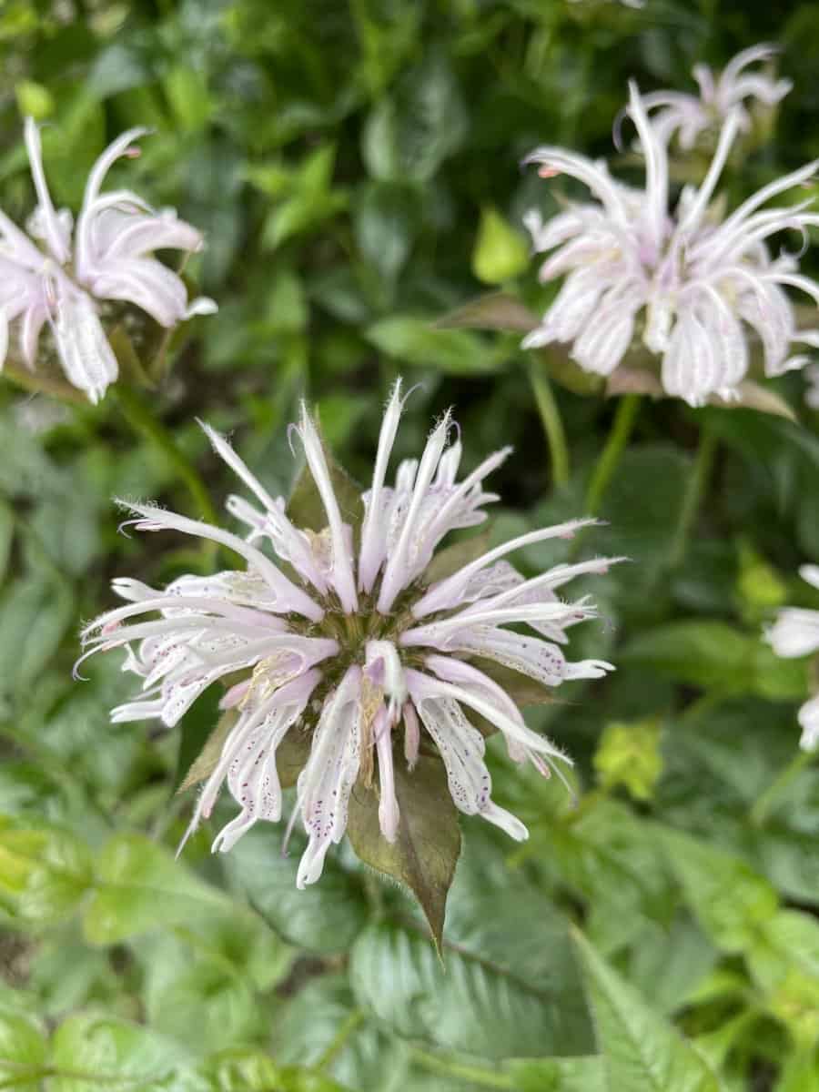 Detail van bloemen van Monarda bradburiana Maramek met roze tinten