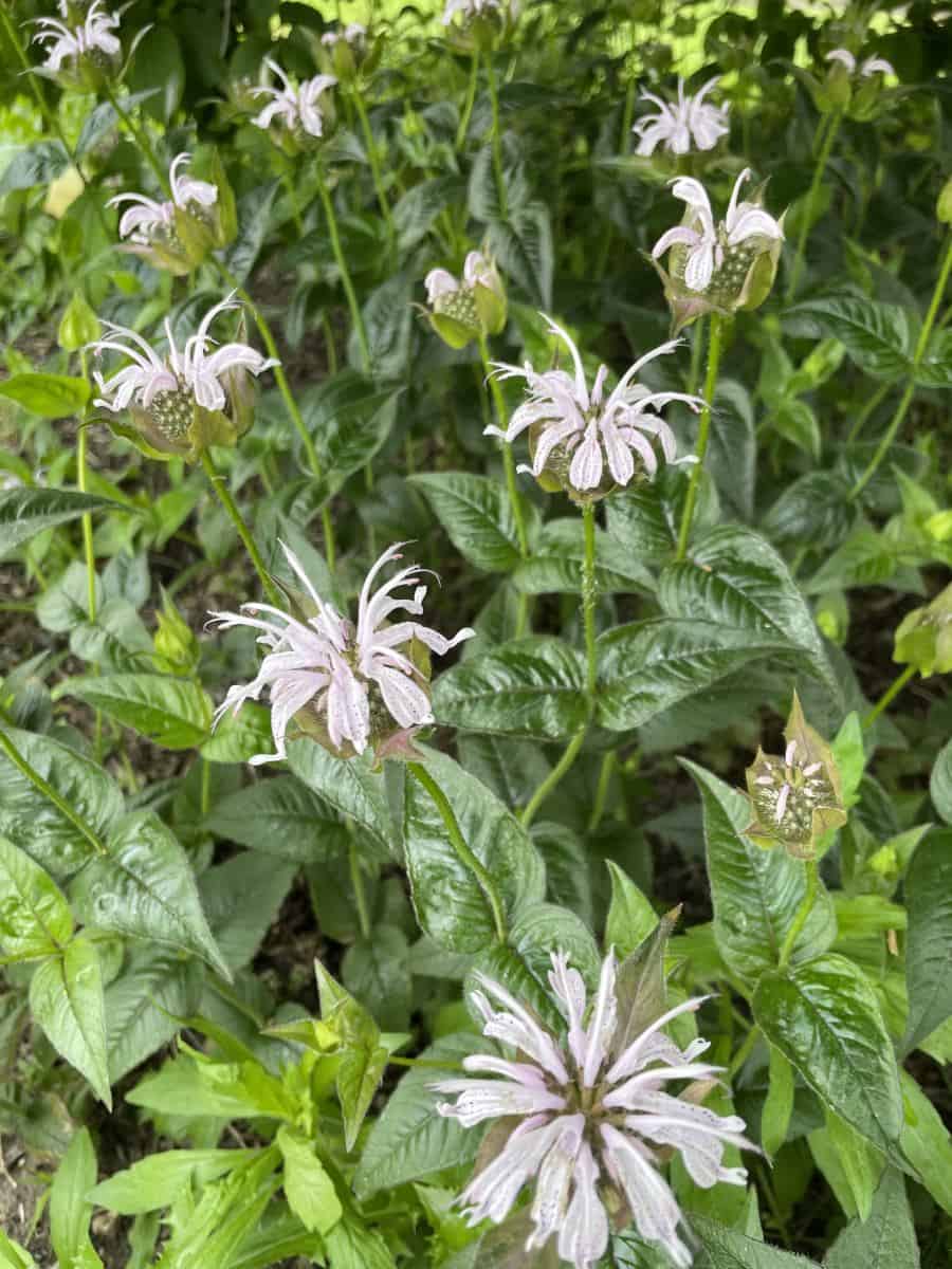 Monarda bradburiana Maramek met rijk bloeiende lichtroze bloemen in border