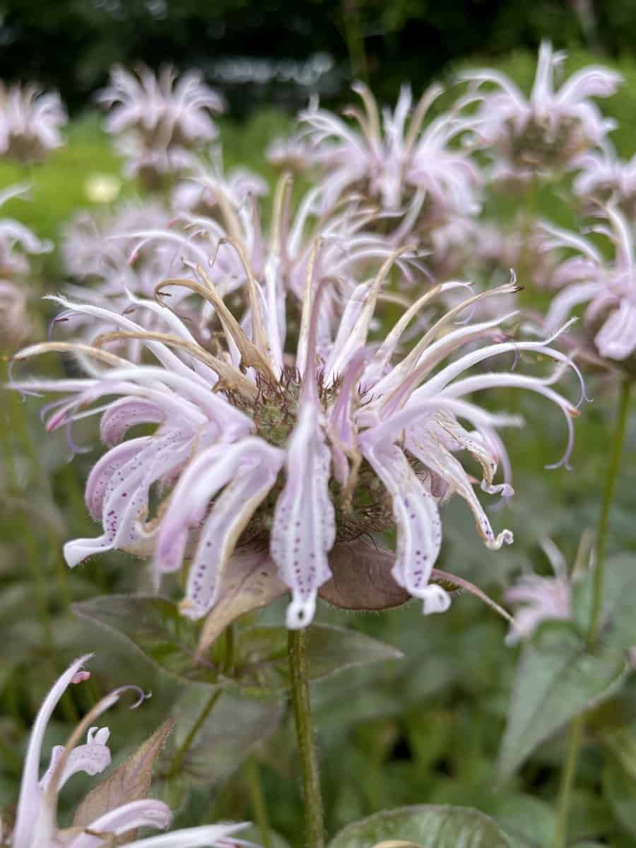 Monarda bradburiana met zachtroze bloemen in bloei