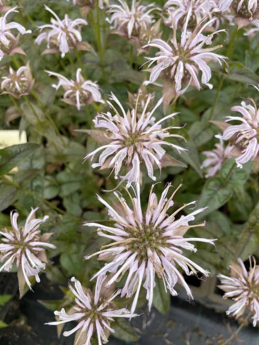 Monarda bradburiana met rijk bloeiende roze bloemen in natuurlijke border