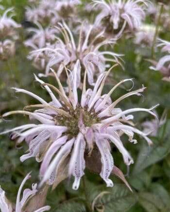 Close-up van bloemen van Monarda bradburiana met zachte roze kleur