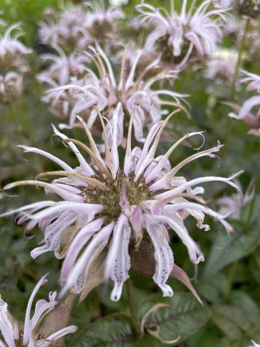 Close-up van bloemen van Monarda bradburiana met zachte roze kleur