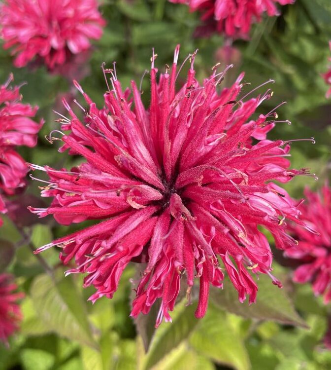 Monarda didyma Bee-Happy met rijk bloeiende roze bloemen in border