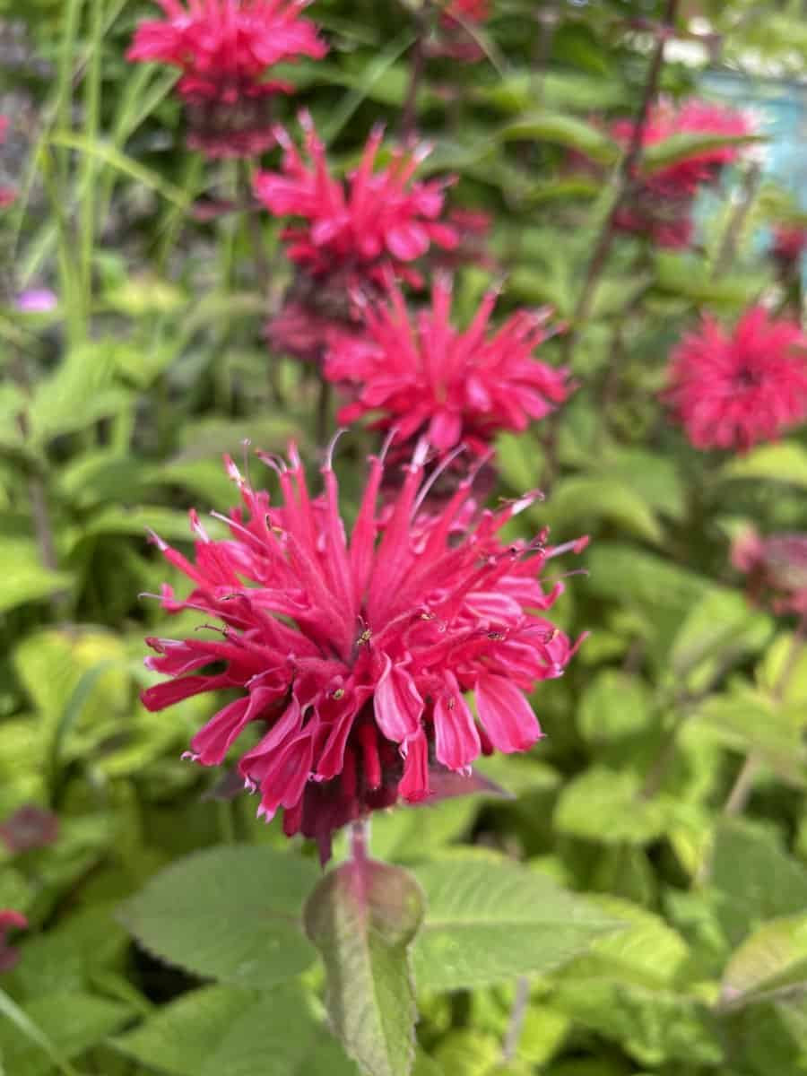 Detail van roze bloemen van Monarda didyma Bee-Happy