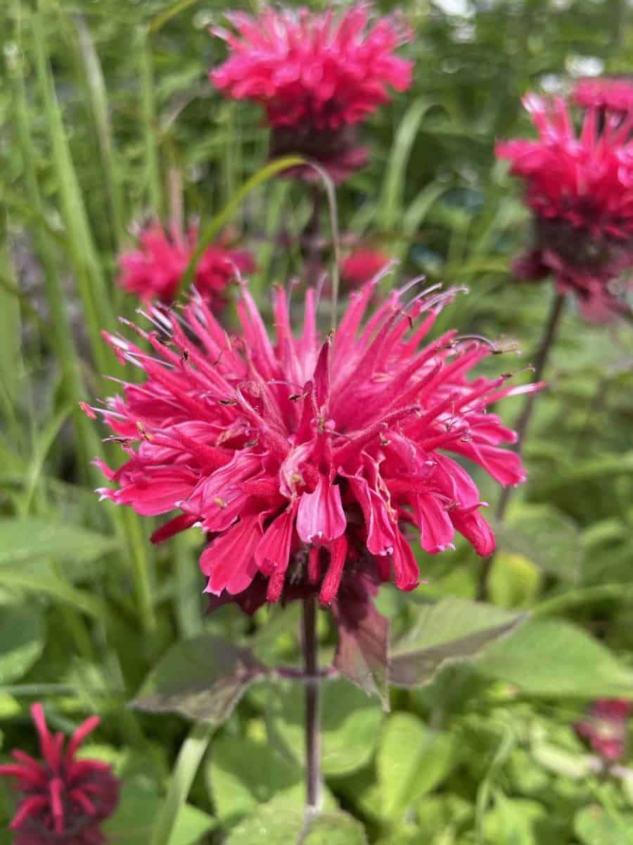 Monarda didyma Bee-Happy met helderroze bloemen in rijke bloei