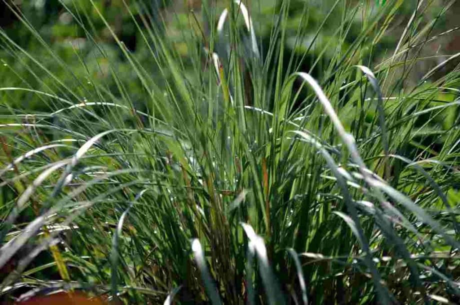 Stevig blad van Muhlenbergia rigens