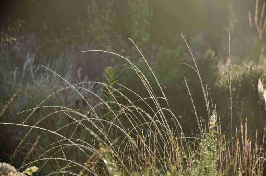 Muhlenbergia rigens