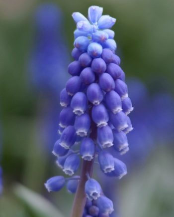 Muscari botryoides 'Superstar'