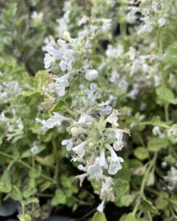 Detail van witte bloemen van Nepeta faassenii Snowflake