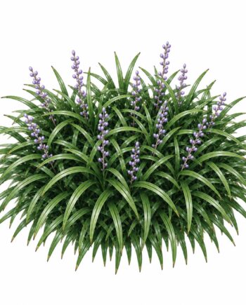 Ophiopogon japonicus 'Minor'
