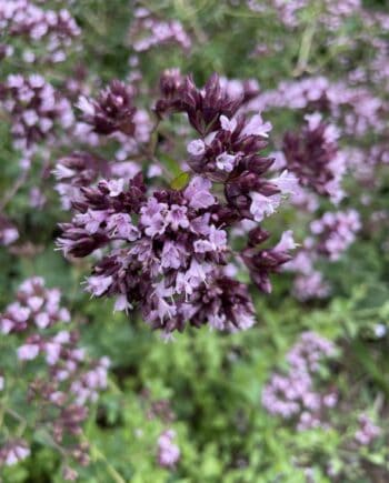 Origanum 'Gentle Breeze' met luchtige lichtroze bloemen in volle zomerbloei.
