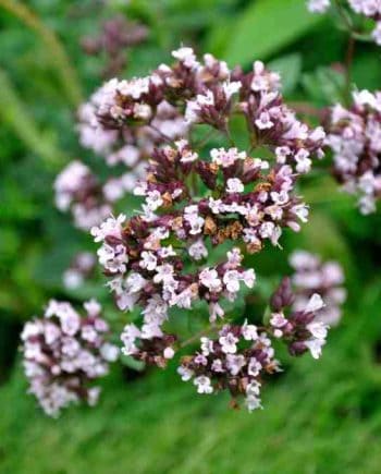 Roze bloei van Origanum laevigatum ‘Gentle Breeze’