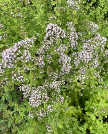 Origanum vulgare 'Aureum' met goudgeel blad en zachtroze bloemen.