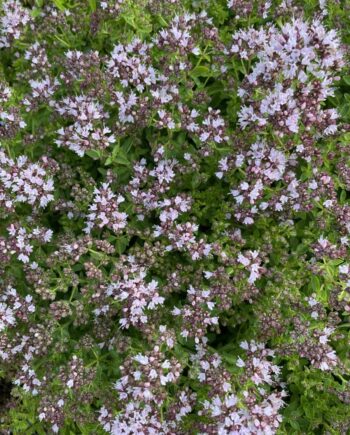 Origanum vulgare 'Compactum' met compacte groei en zachtroze bloemen in volle zomerbloei.