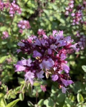 Origanum vulgare 'Rosenkuppel' met rijk vertakte roze bloei boven aromatisch donkergroen blad.