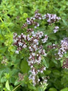 Origanum vulgare