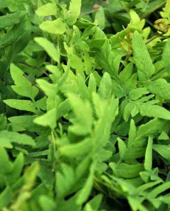 Dubbel geveerd blad van Osmunda regalis