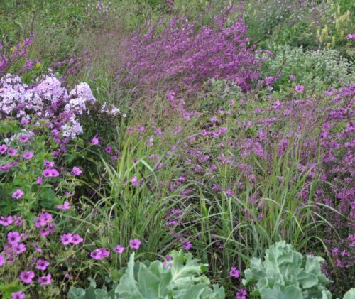 Overzicht border met siergrassen en vaste planten Siergrassen combineren met vaste planten in een natuurlijke zonnige border