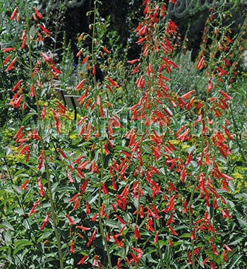 Rode bloei van Penstemon barbatus ssp. coccineus