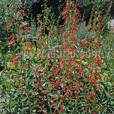 Rode bloei van Penstemon barbatus ssp. coccineus
