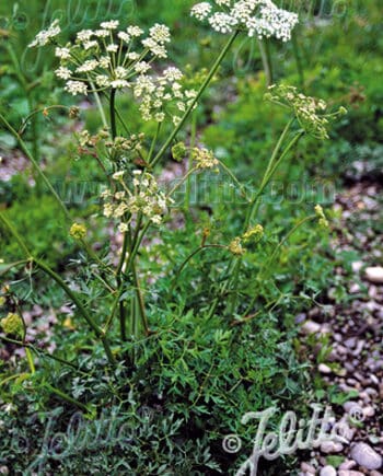 Lichte schermbloei van Peucedanum oreoselinum