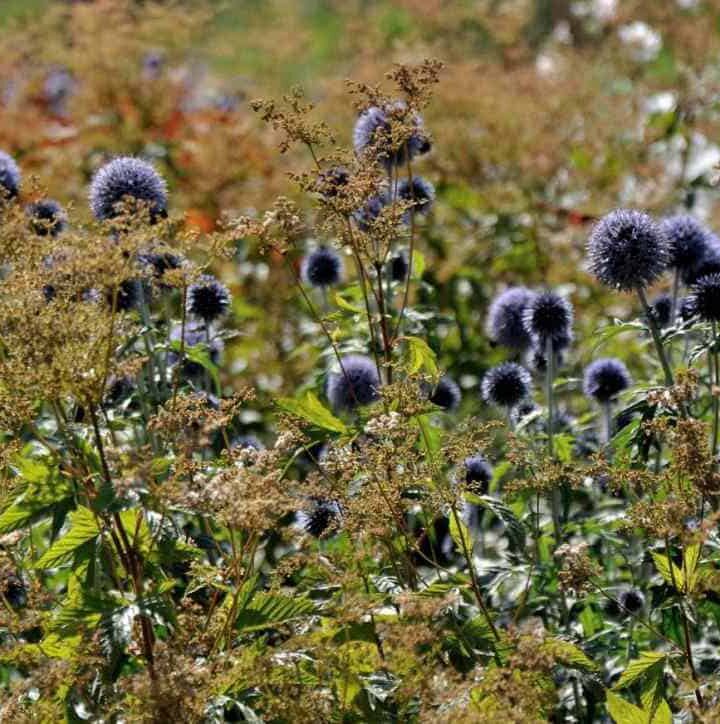 echinops met filipendula echinops met filipendula