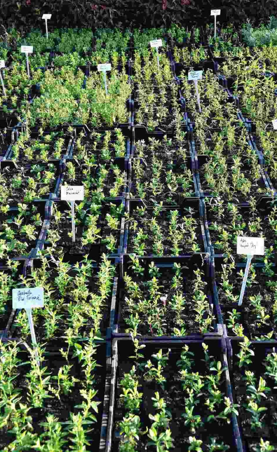 PLANTWERK kwekerij van vaste planten en siergrassen PLANTWERK kwekerij van vaste planten en siergrassen