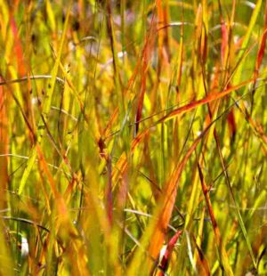 Panicum virgatum 'Shenandoah'