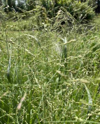 Luchtige bloei van Panicum virgatum ‘Stäfa’