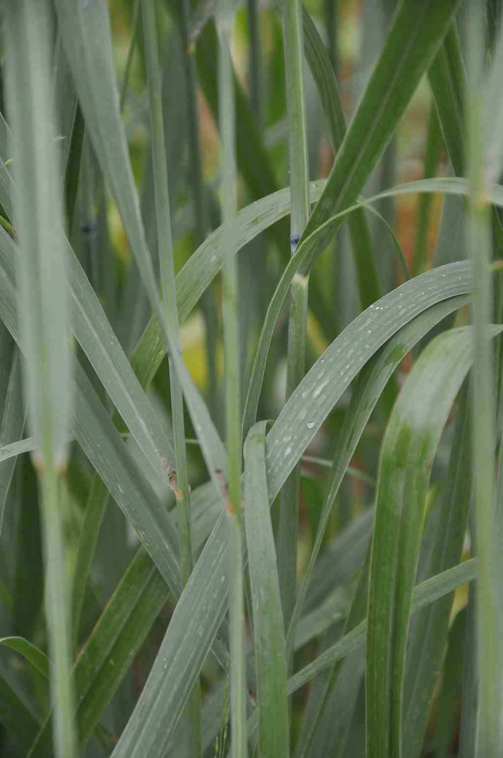 Panicum virgatum 'Strictum'