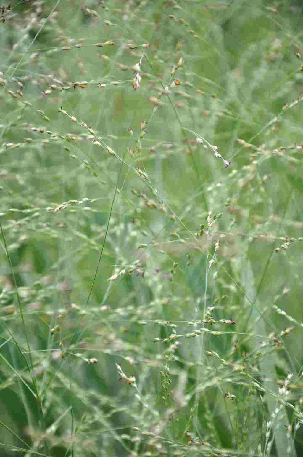Luchtige bloei van Panicum virgatum ‘Strictum’
