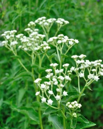 Parthenium integrifolium met roomwitte bloemschermen boven stevig grijsgroen blad.